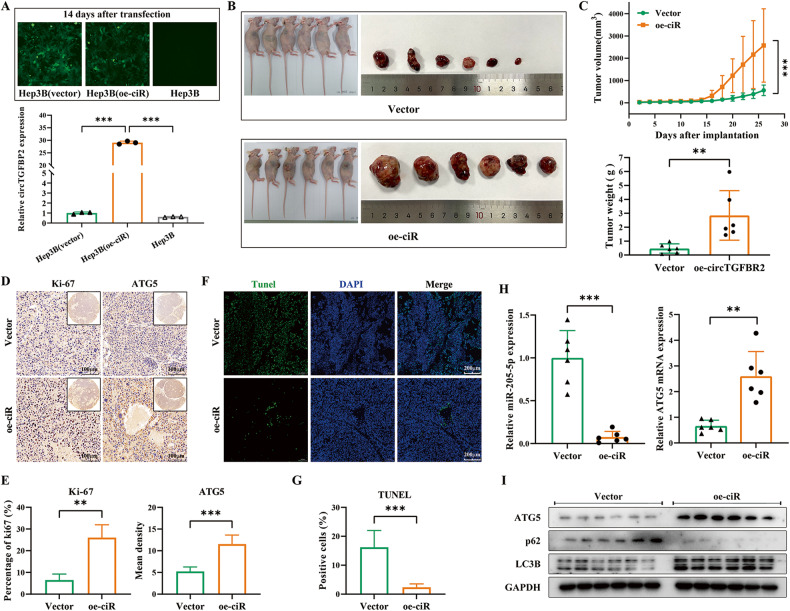 外泌体和细胞自噬