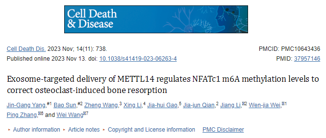 【Cell Death Disease】9分，看外泌体如何调节NFATc1 m6A甲基化水平纠正破骨细胞诱导的骨吸收