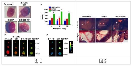 中英文说明丨艾美捷AAT-22070细胞膜荧光探针DiR
