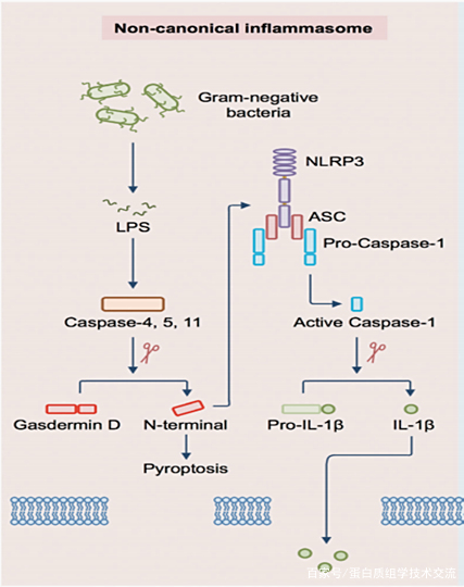 【周二直播入口】细胞焦亡的分子机制研究