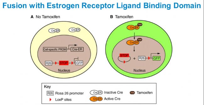 小鼠基础知识八：Tamoxifen诱导型cre