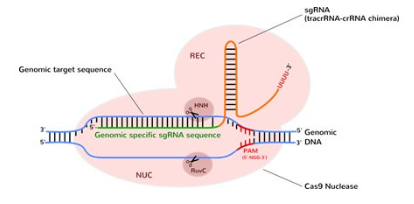获得优化的Cas9核酸酶递送,艾美捷解决方案 获得优化的Cas9核酸酶递送,艾美捷解决方案