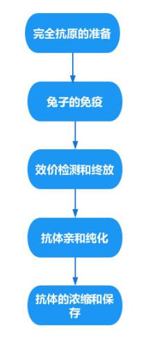 实验技术分享 | 多克隆抗体制备的全套流程