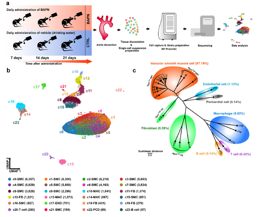 乐备实推荐丨BD Rhapsody助力胸主动脉瘤和夹层（TAAD）深入研究，探索医学治疗新靶点