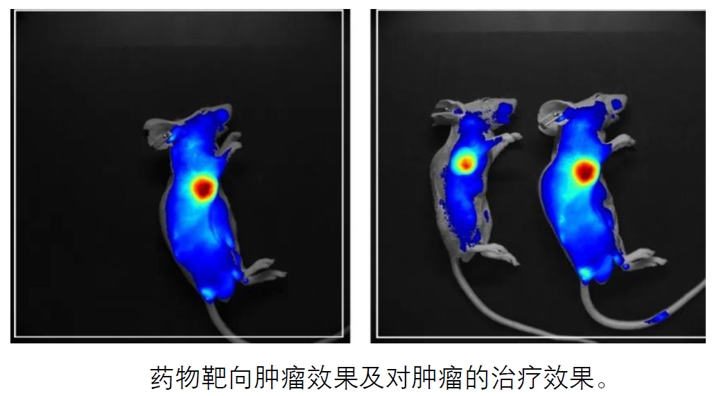 小动物成像检测有哪些?可以对应哪些指标?