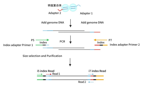 翌圣ZymeEditor™转座酶系列产品全面助力NGS文库构建