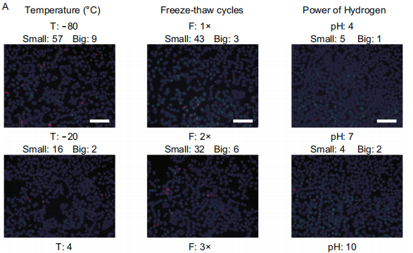 外泌体7.png 外泌体7.png