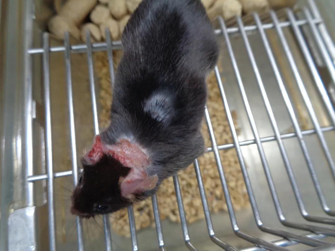 小鼠溃疡性皮炎该怎么办