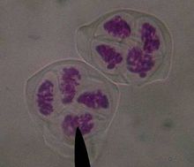 Micronuclei微核流式检测实验