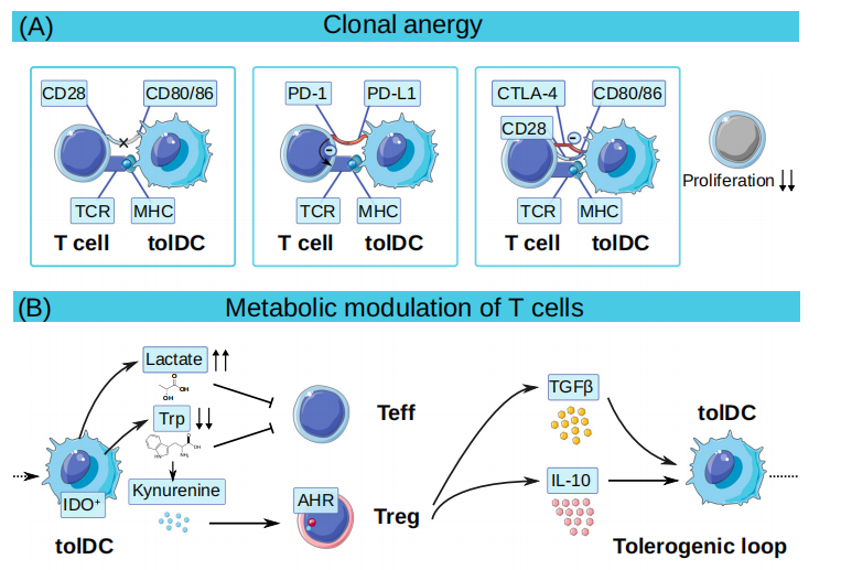 小鼠骨髓来源树突细胞的获取，体外诱导及相关功能评价