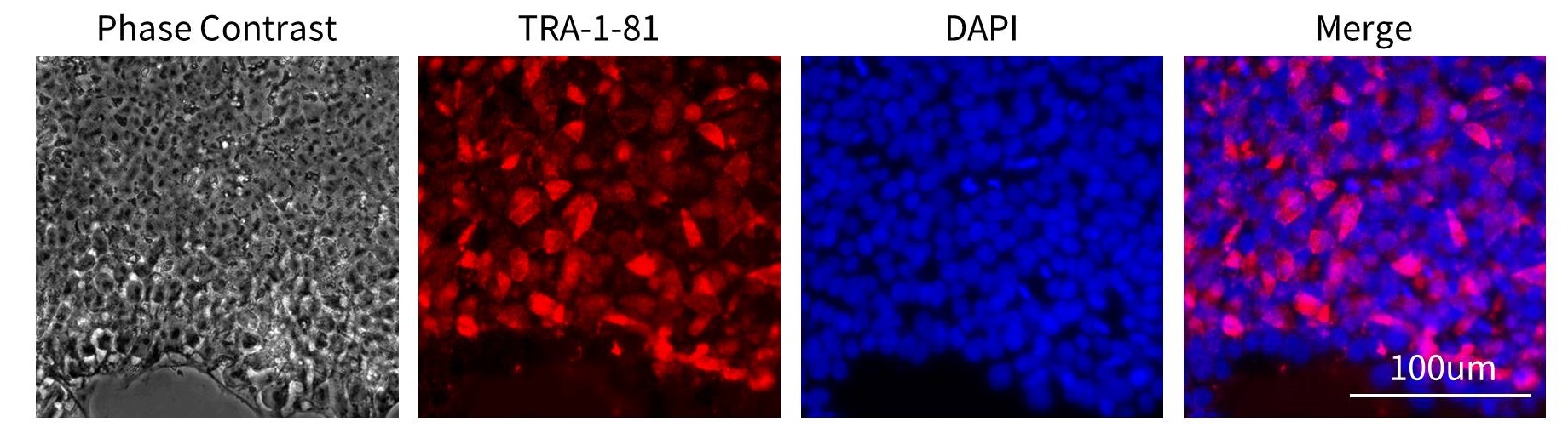 12种多能干细胞荧光检测试剂盒来了