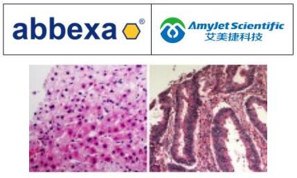 艾美捷Abbexa AEC 色原试剂盒使用说明