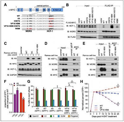 HCF-1是MYC的关键辅助因子
