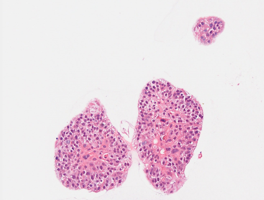 类器官实操大本营——HE 染色