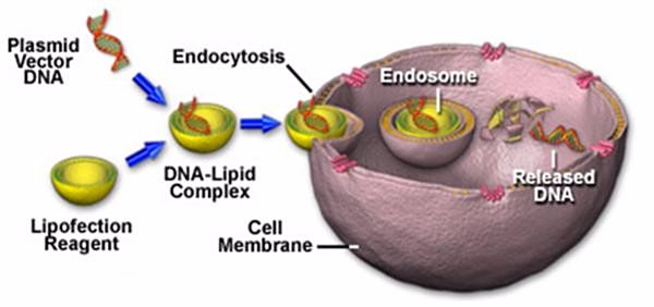 转染、转化、转导你还在傻傻分不清？