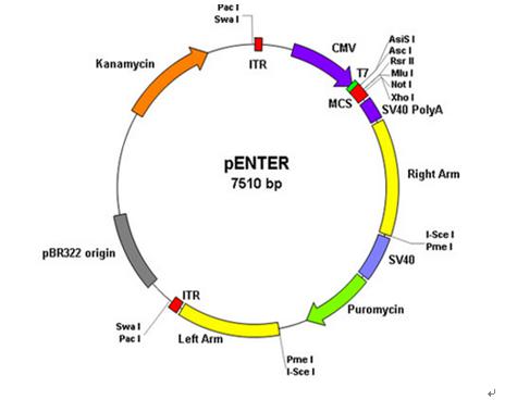如何阅读基因载体图谱