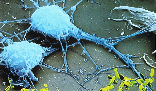 预防支原体污染的细胞培养方法