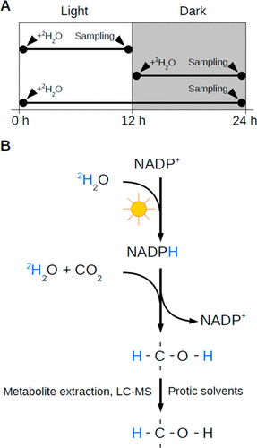 文献分享——氧化氘(D2O)稳定同位素探索蓝藻代谢