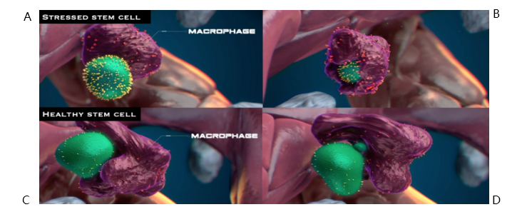 ClodronateLiposomes清除巨噬细胞频登Science