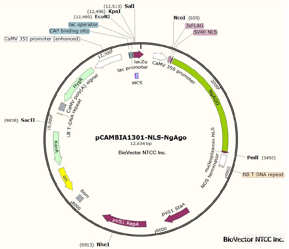 古朵阐述| 质粒提取试剂盒中各溶液配方及作用