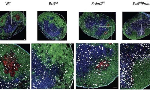 可能的新方法可更好地对抗一系列传染病癌症甚至自身免疫性疾病