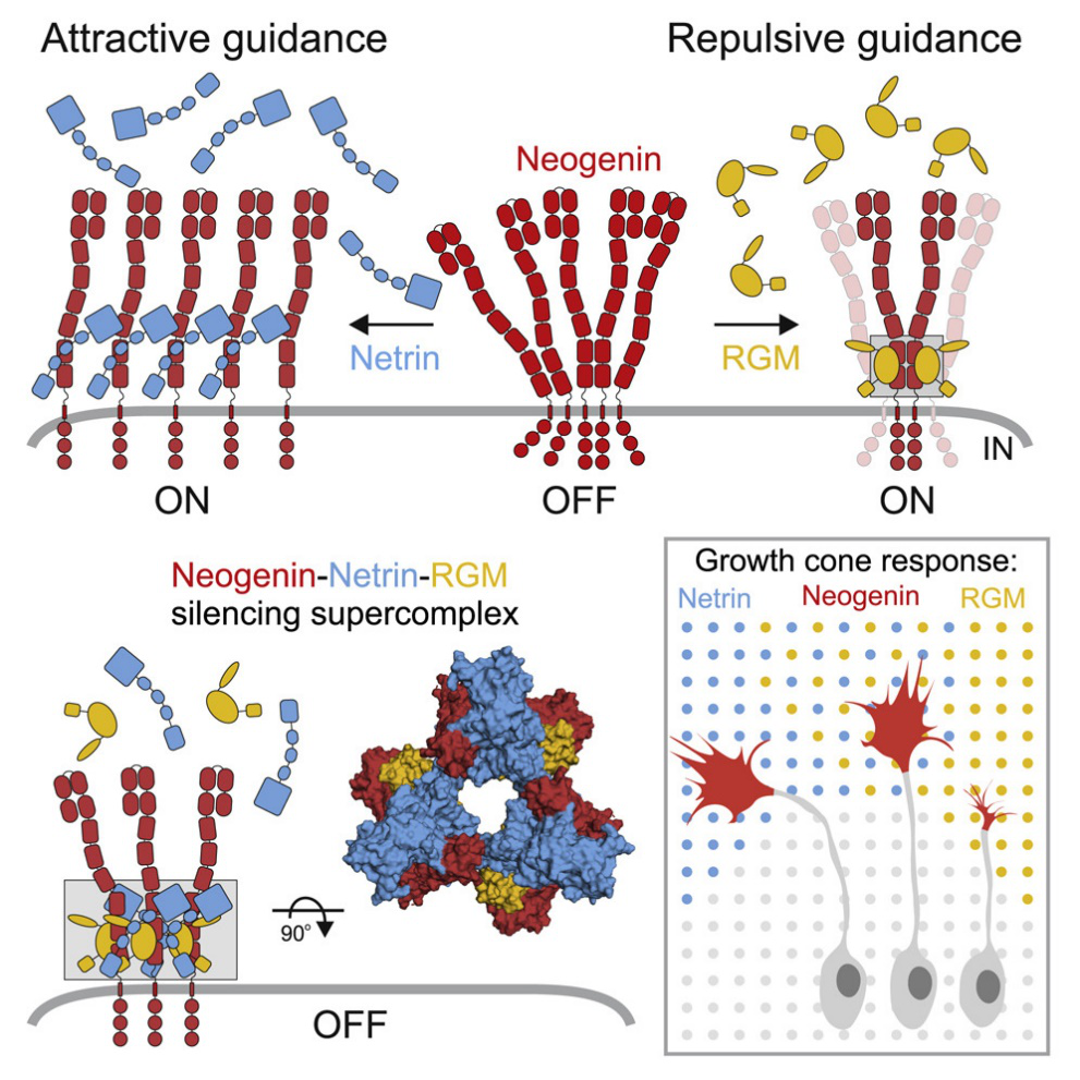 记录蔗糖八硫酸酯在冷冻电镜中的一次出镜