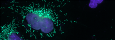 NanoTag-sdAb抗mNeonGreen生物素-小鼠单克隆抗体，一站式采购全品类试剂！（mAb）