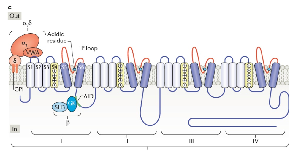 神经科学领域热门产品：电压门控钙离子通道抗体