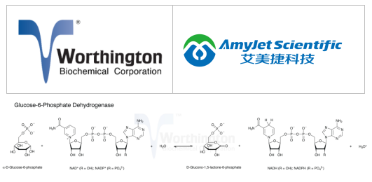 葡萄糖和 ATP测定丨Worthington葡萄糖-6-磷酸脱氢酶方案 葡萄糖和 ATP测定丨Worthington葡萄糖-6-磷酸脱氢酶方案