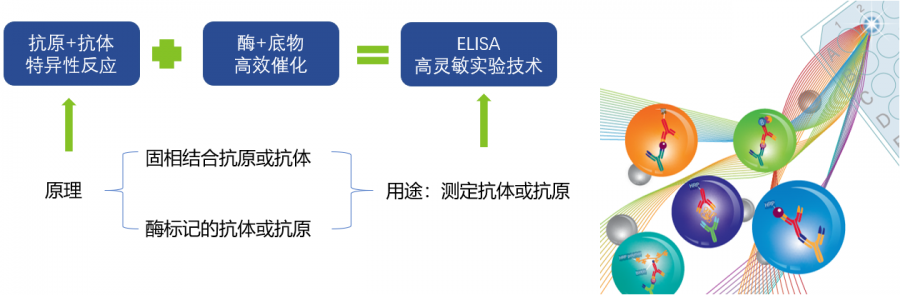 ELISA通关必备