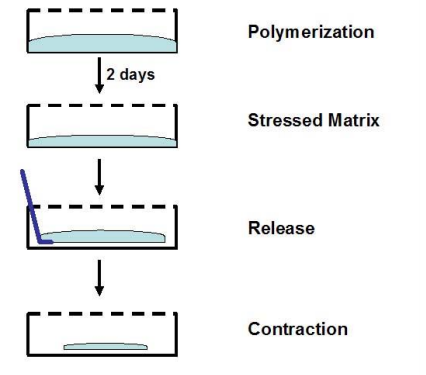 艾美捷细胞收缩检测试剂盒测定原理 艾美捷细胞收缩检测试剂盒测定原理