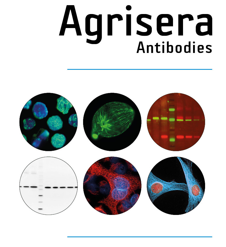 New antibodies to tags