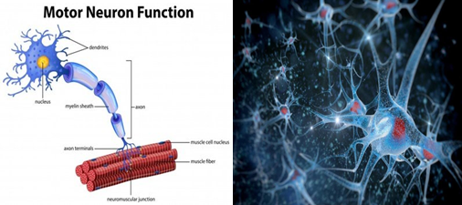 B27无血清添加剂在神经类细胞培养中的应用