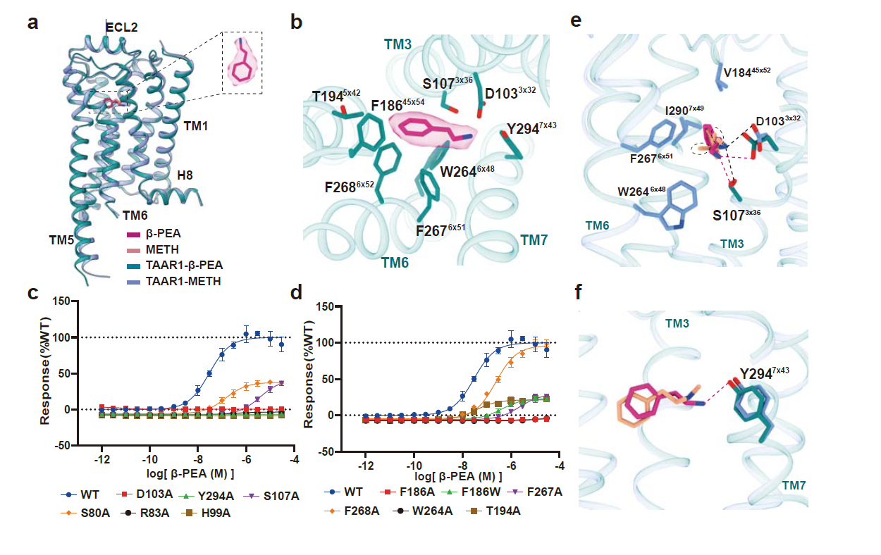 恭贺我司客户两篇Nature背靠背!揭秘TAAR1在药物成瘾和精神类疾病治疗中的巨大潜力!