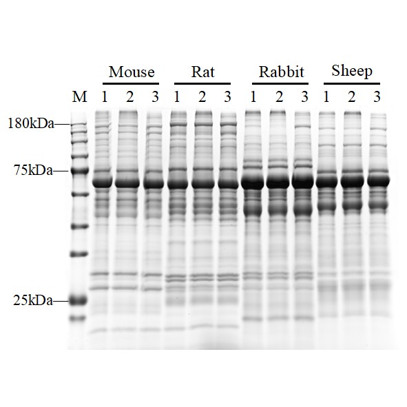 Ultra全血蛋白提取试剂盒-实验图片 Ultra全血蛋白提取试剂盒-实验图片