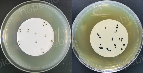 饮用天然矿泉水中产气荚膜梭菌检验方法的改进
