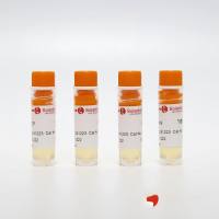 Y79 人视网膜母细胞瘤