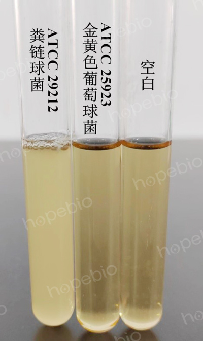 胆汁液态培养基的原理和使用方法