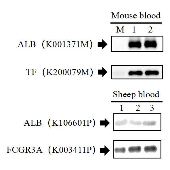 Ultra全血蛋白提取试剂盒-实验图片 Ultra全血蛋白提取试剂盒-实验图片
