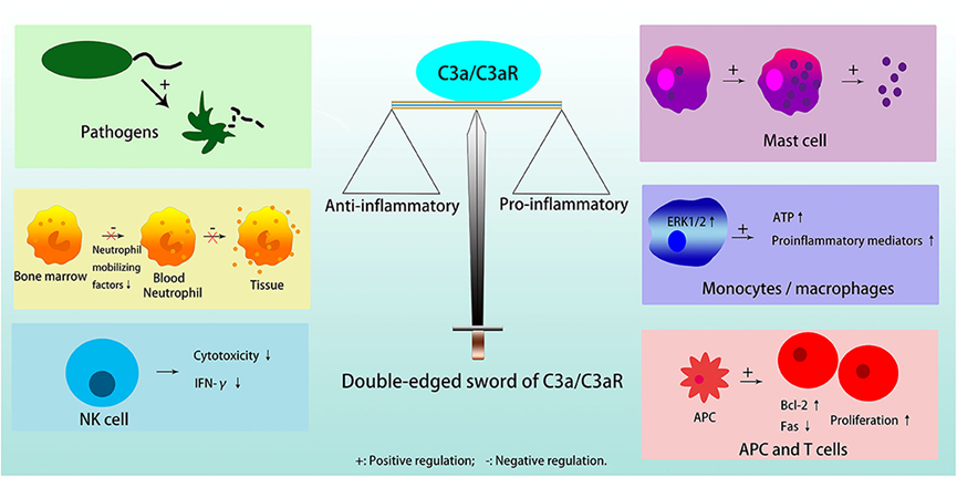 C3aR1：免疫系统中的关键受体