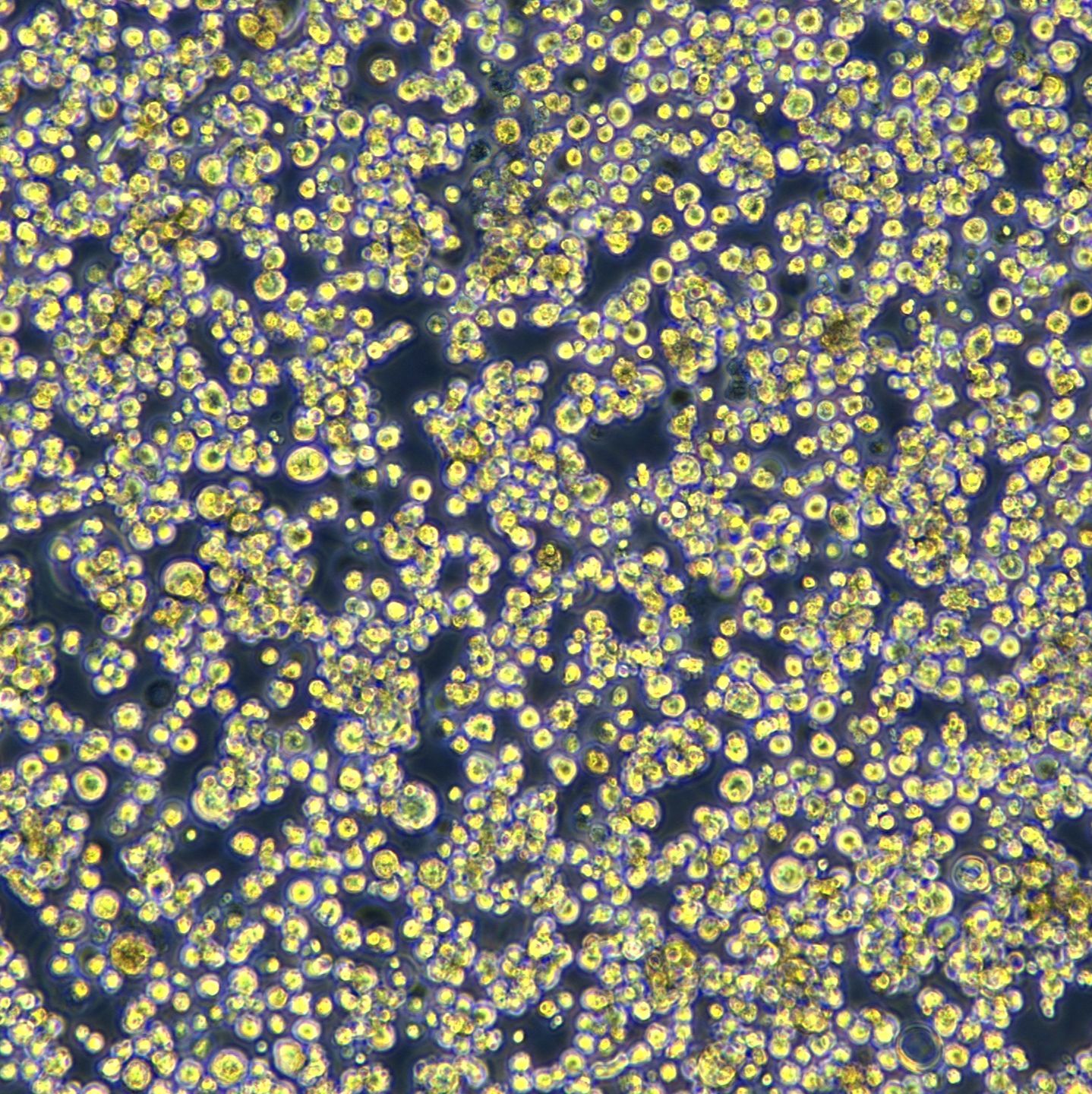 浙江美森-Expi293F