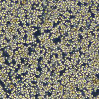 浙江美森-Expi293F