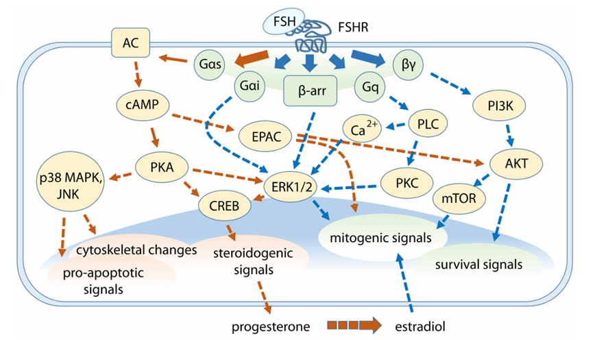 FSHR：调控生殖功能的关键药物靶点