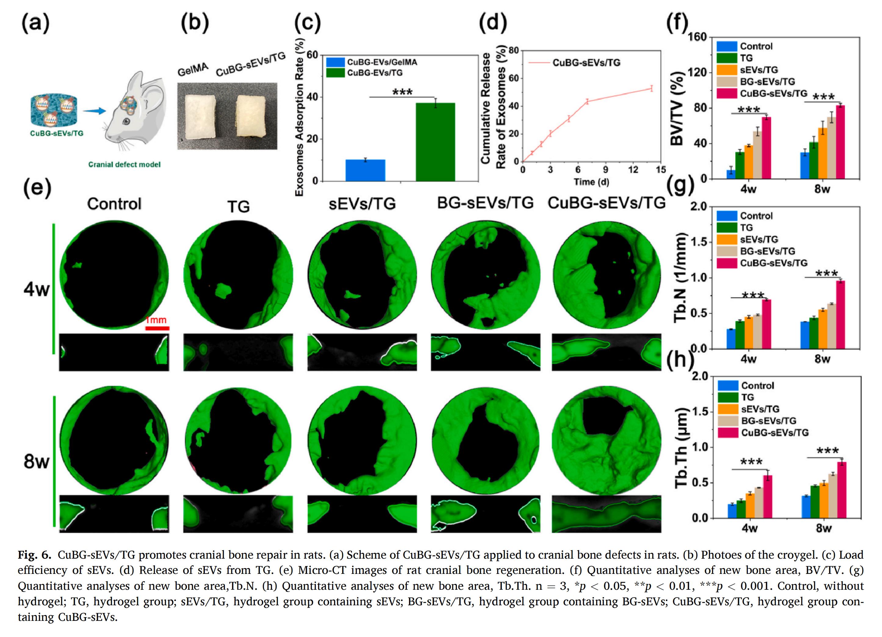 科研加油站 | 纳米振动激发器：HIF-1信号通路介导的细胞外囊泡作为促进骨再生的生物活性玻璃替代物