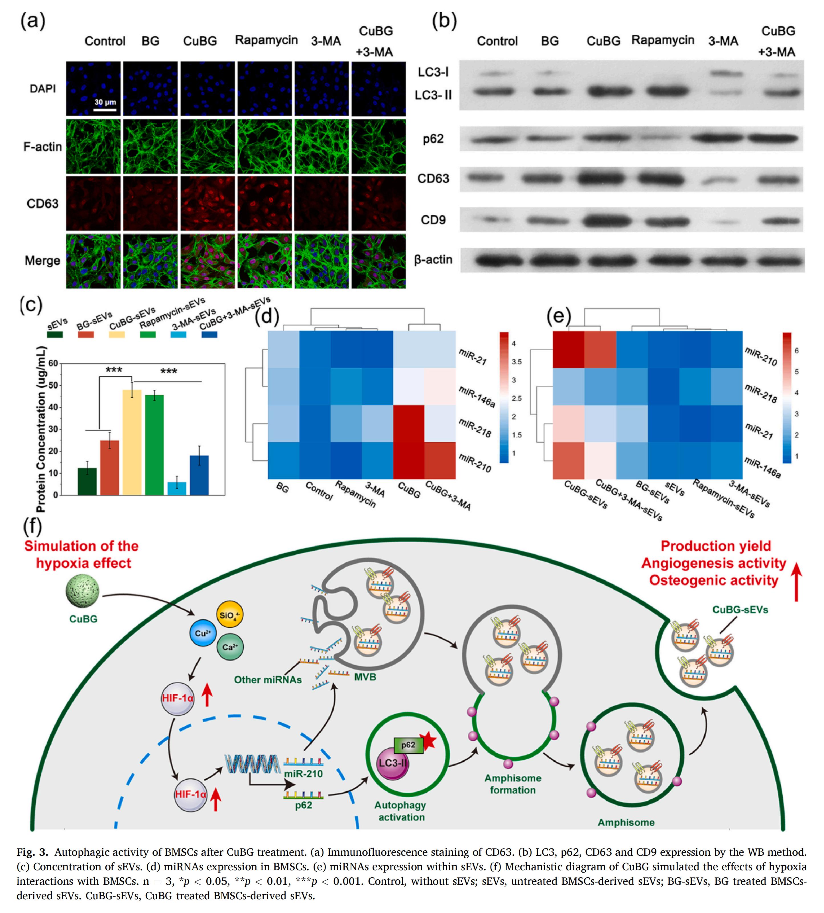 科研加油站 | 纳米振动激发器：HIF-1信号通路介导的细胞外囊泡作为促进骨再生的生物活性玻璃替代物