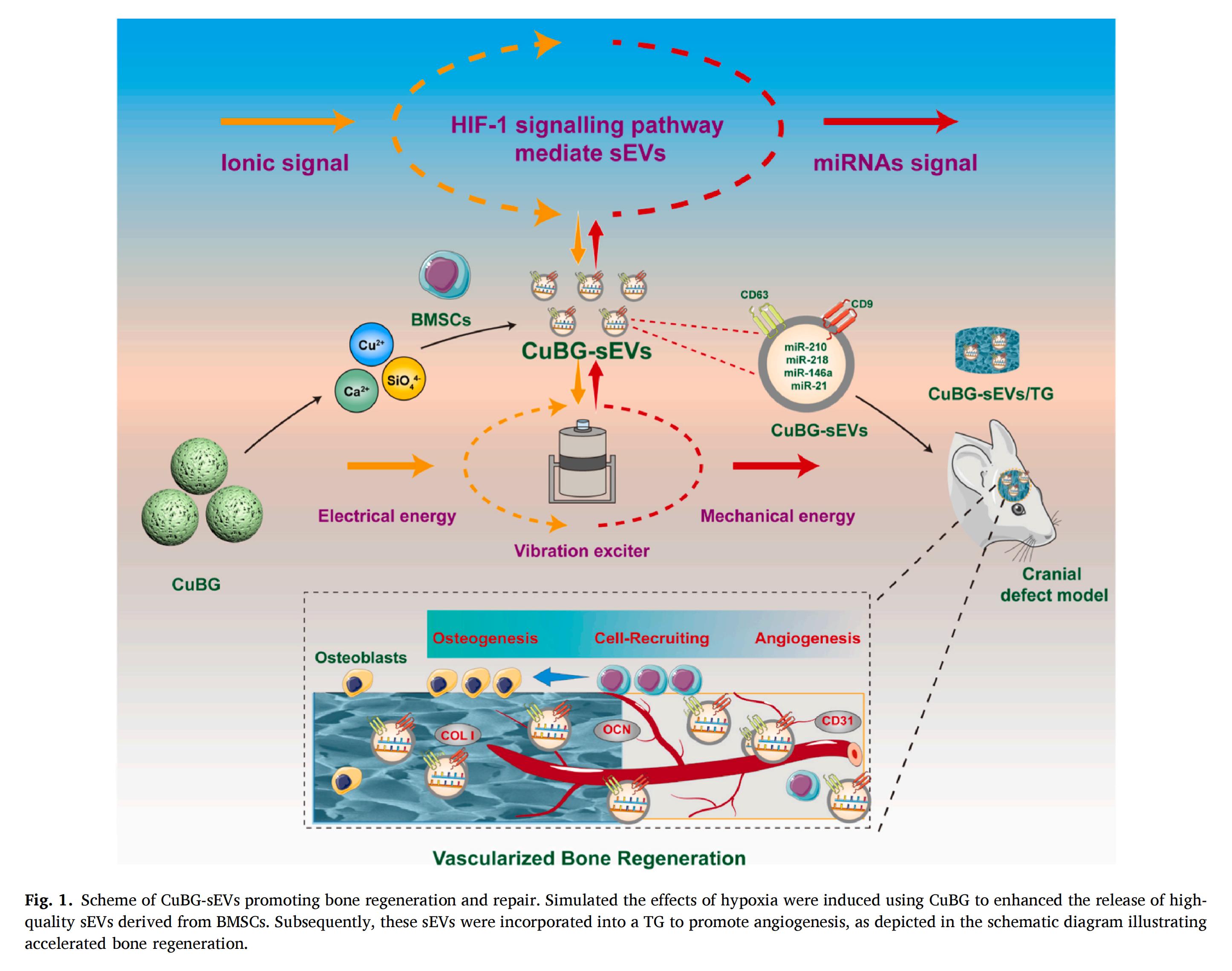 科研加油站 | 纳米振动激发器：HIF-1信号通路介导的细胞外囊泡作为促进骨再生的生物活性玻璃替代物