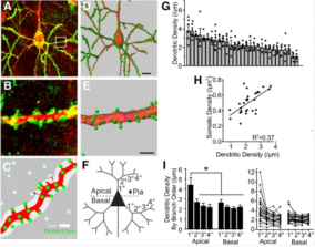 重磅推介丨脑卒中课题研究必看！缺血性脑卒中疾病研究整体解决方案