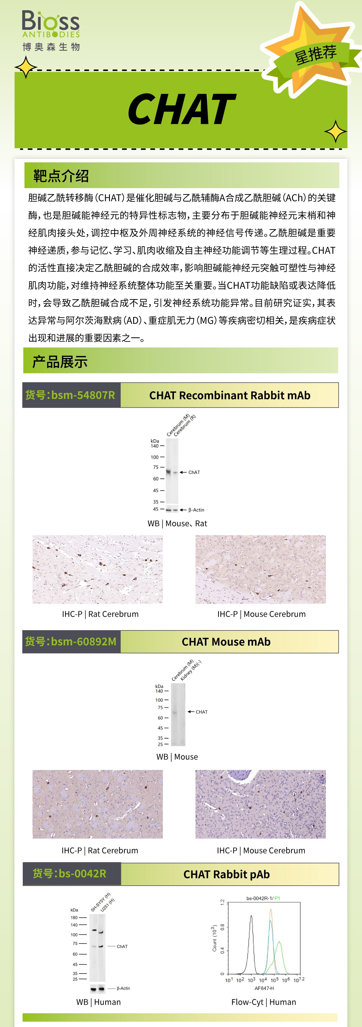 Bioss 星推荐 | CHAT 抗体