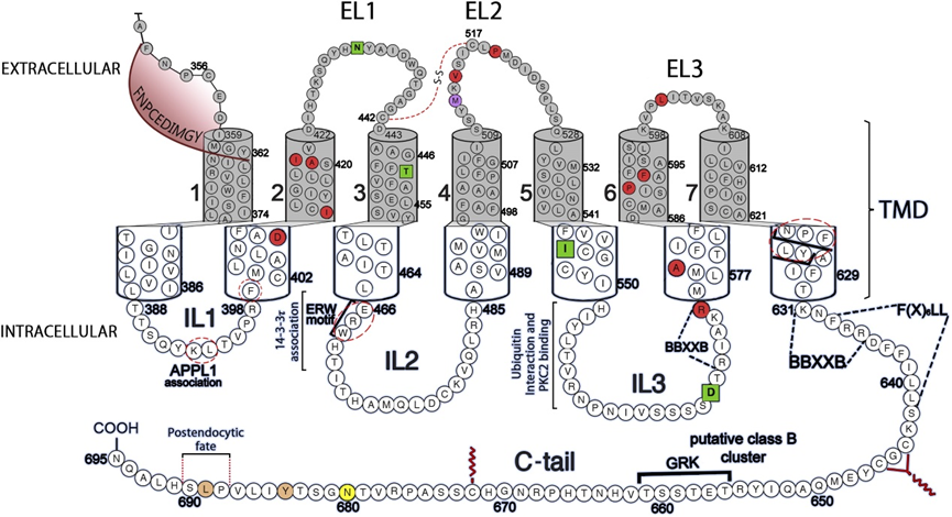 FSHR：调控生殖功能的关键药物靶点