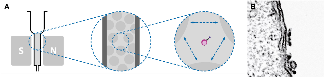 细胞分选顾虑多？MACS技术从不妥协，统统都要